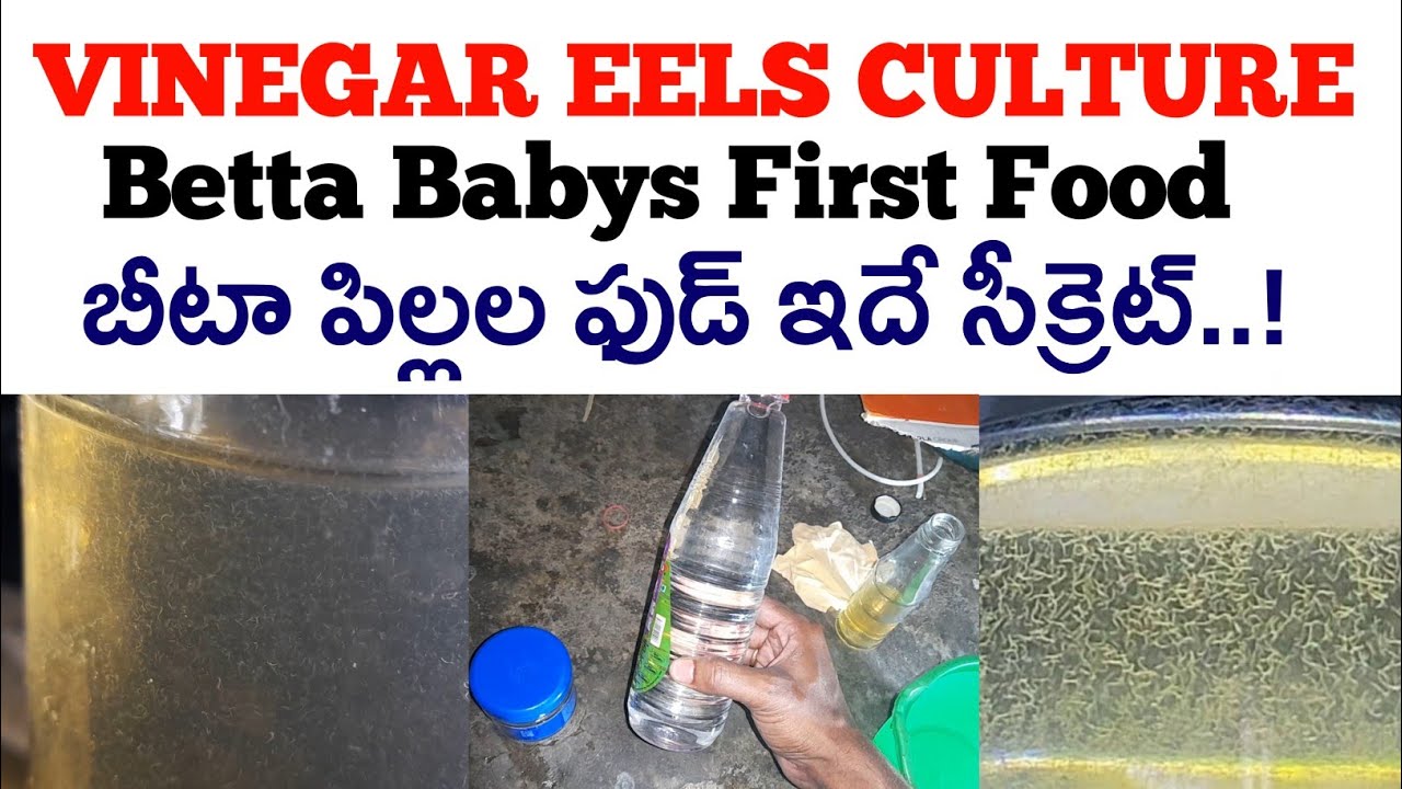 Vinegar Eels Culture in Telugu | How to Culture Vinegar Eels in Telugu | Betta Babys First Food