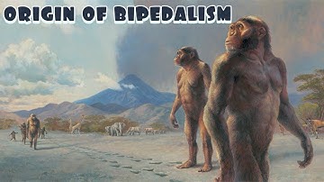 The Origin of Bipedalism: The First Steps