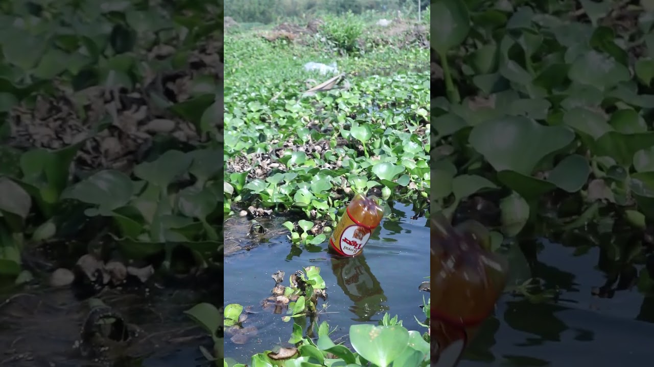 Traditional battle fishing Trap 