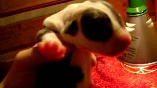 Afbeelding 1529.avi