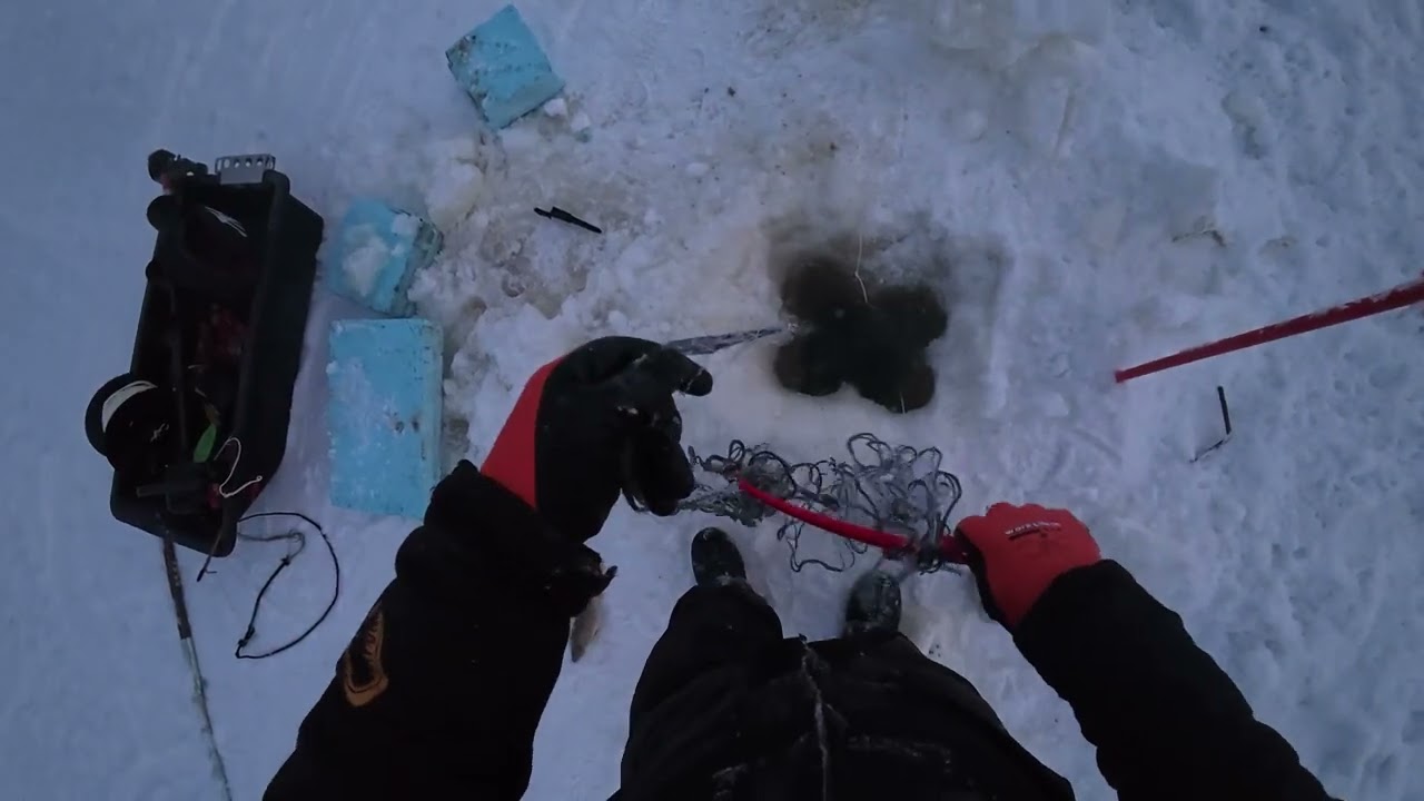 Talviverkot. Raitapaitaa ja hopeakylkeä. kylkeen osu turskaa.