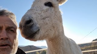 The neighbor was LIVID