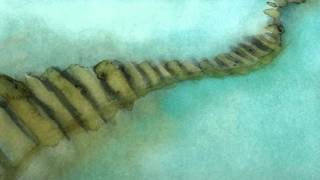 "Wishing Well" by David Berkeley - Official Video (hand painted and animated by Anne Beal)