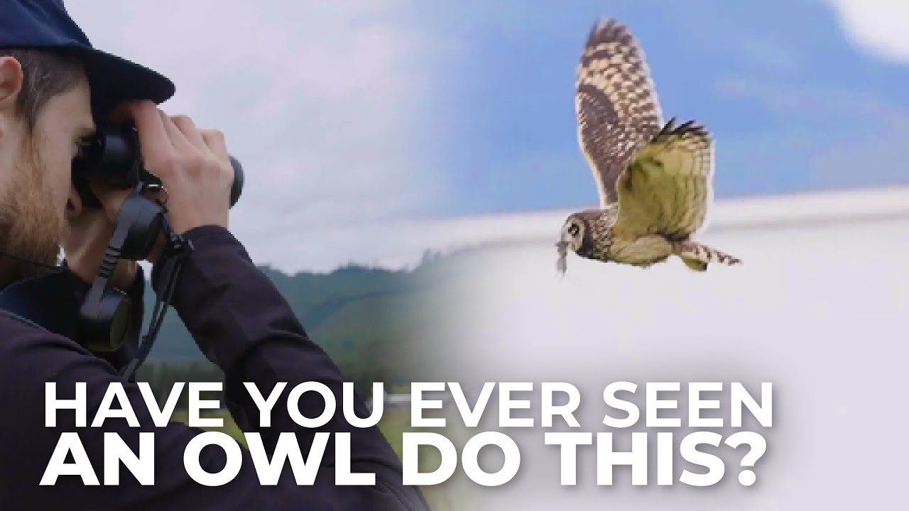 Short-eared Owl Handles Prey Mid-Flight | Cheep!