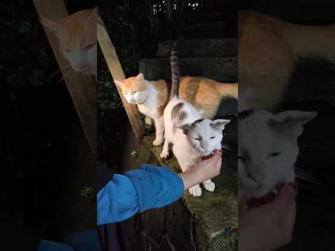 kucing ku Alpha dan Beta lagi akur 😻 #catvideos #cats #mainecoon