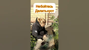 Размножение декоративных злаков