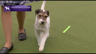 Parson Russell Terriers | Breed Judging 2023