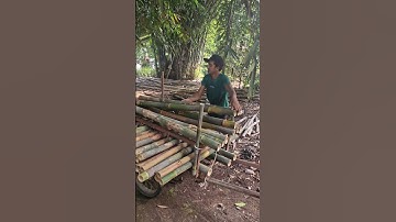 This super sharp tool can split bamboo-Agriculture farming #shorts