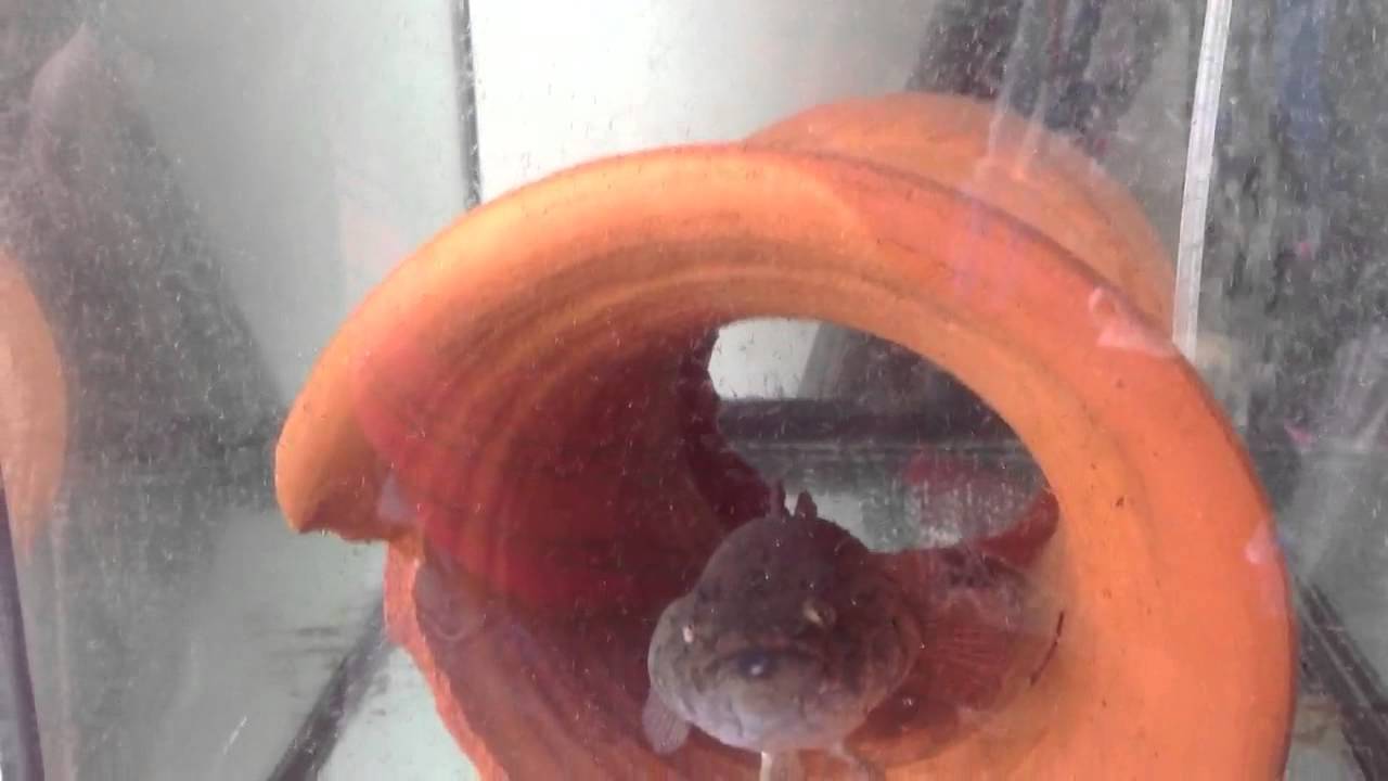 marble goby hatching