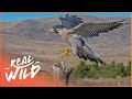 Peregrine Falcon: The 320kph Killer Bird | Amazing Animals Series | Real Wild