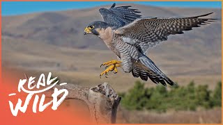 Peregrine Falcon: The 320kph Killer Bird | Amazing Animals Series | Real Wild screenshot 4