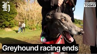 The dash for adoption: Greyhound racing ends, rehoming efforts ramp up | Ryan Bridge TODAY