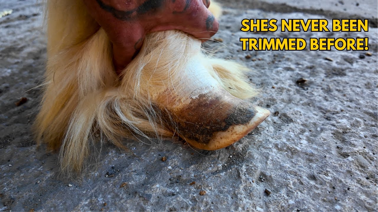 trimming a RESCUED Yearling! She's never been trimmed before!