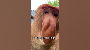 Thumbnail of Weird sounds of different monkeys #monkey #animals #lemur #animalshorts