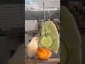 Shortsvideo Pets Birds Canaries Shortsvideo Pets Birds Canaries