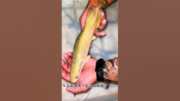 Cute baby 😳 Arapaima fish. #short #shorts #ytshort #arapaima #fishing #monsterfish #fish