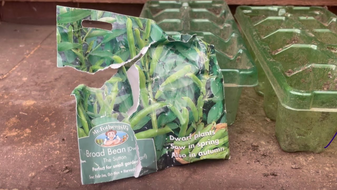 Early Cropping Broad Beans - Sowing