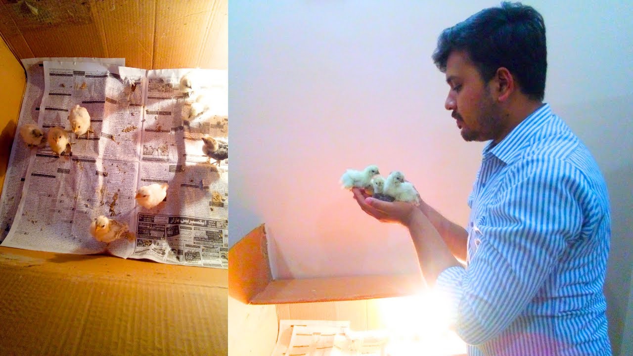 Chicks Ko Bruder Ma Shift Kar Diya - YouTube