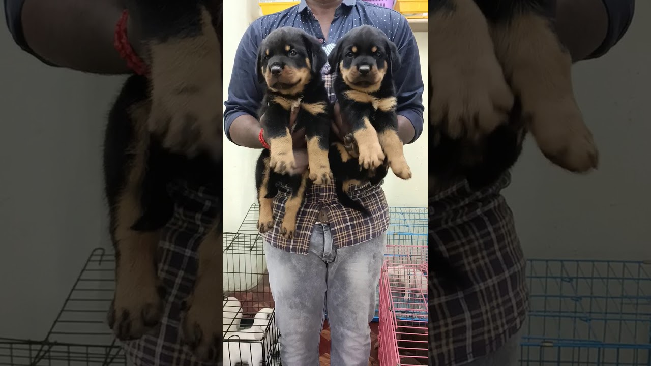 Royal pet shop in nellore 9959513705 YouTube