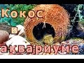 Кокос в аквариуме вместо коряги - как сделать самому?