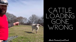 Near Disaster | Loading Cattle Gone Wrong #scary #cow #animals #fail #farming
