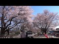 山高神代桜①20210323