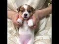 子犬のppap