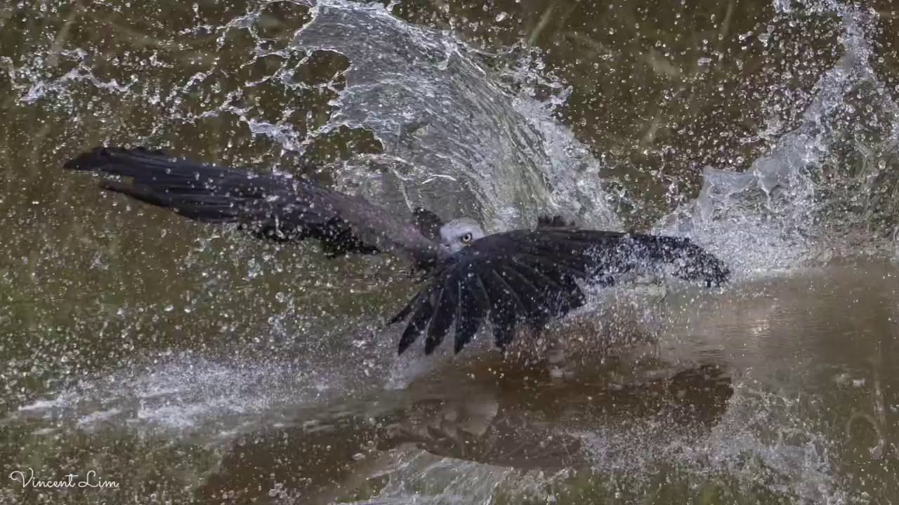 Canon R6 paired with RF 100-500mm f/4.5-7.1L is awesome for Bird Photography!