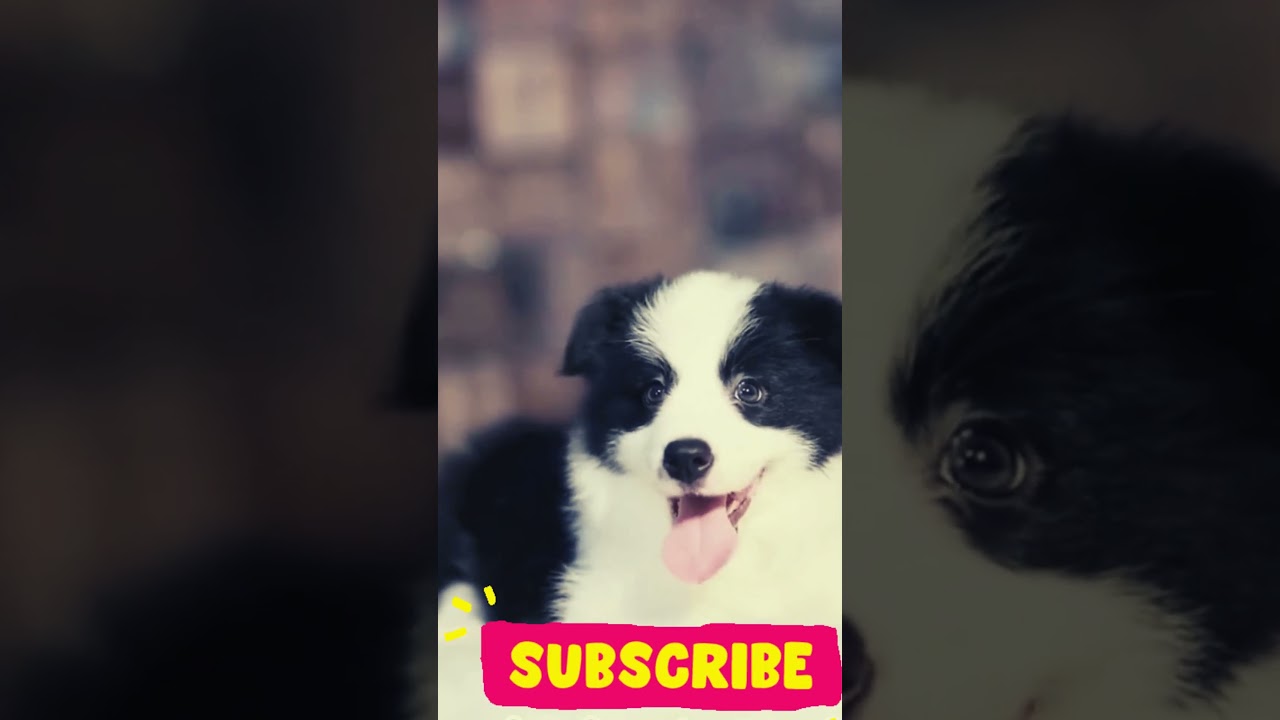 Border Collie Genius at Work! 🧠🐕"