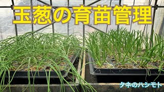 【初心者向け】玉葱の苗つくり　　タネのハシモト