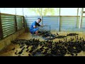 Amazing method in raising ducks  moving weeks old ducklings duck diseases you need to know