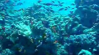 Fish, Fish,Fish