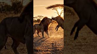 Fearless warthog standing its ground 🦁#Wildlife #LionVsWarthog #NatureFight