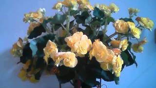 Time Lapse Video Camerayellow Flower Fpc-20Dforever Plus Corp Taiwan