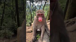 Monkey King-style Zhu Bajie, prettyunique.#videosupportprogram#monkey
