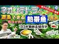 √無料でダウンロード！ 熱帯魚 組み合わせ ネオンテトラ 210748-熱帯魚 組み合わせ ネオンテトラ