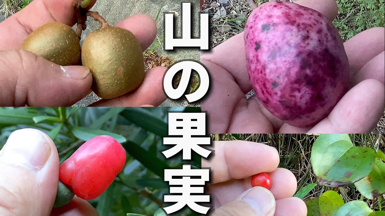 秋の!山の果実採集弾丸ツアーin 和歌山【自然の果物いろいろ】※友達のガイドで自然の果物採集に行く動画 - YouTube