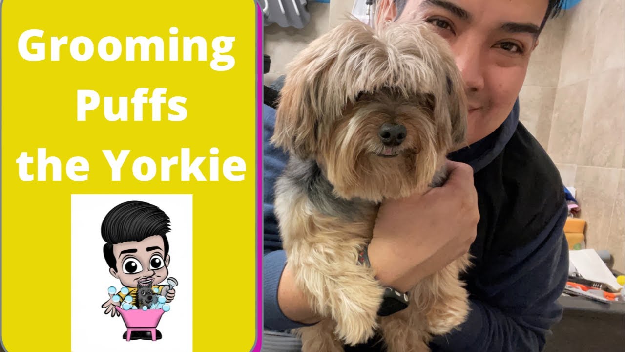 Grooming a Yorkie named Puffs, Dog grooming in Queens NY, New York New