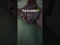 Untitled video