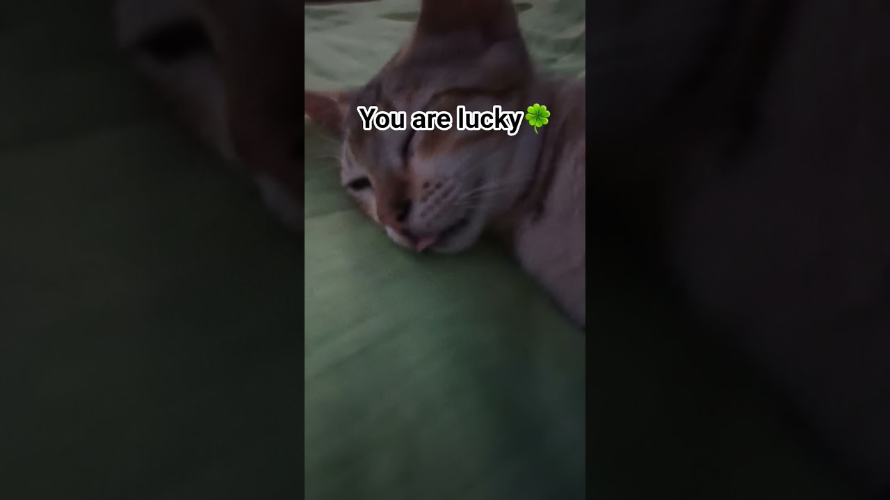 Untitled video