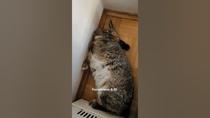 🐇 A wy co robicie w poniedziałek o 8:30? Ten królik ma to gdzieś! 🐇💤💤 ?