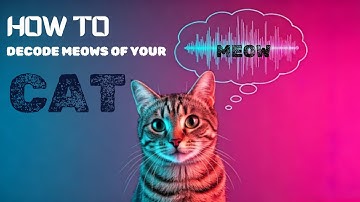How To Decode Meows Of Your Cat: Unlocking the Secret Language of Cats