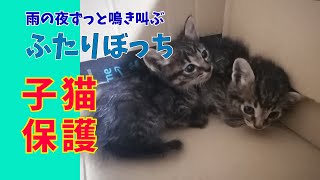 雨降る夜、鳴き叫ぶ2匹の猫を保護 Rescuing Helpless Kittens on a Rainy Day　