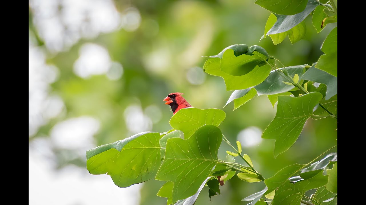 WildLife Photography Nikon D750 200 500 F5 6 VR YouTube WildLife Photography Nikon D750 200 500 F5 6 VR YouTube