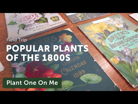 Video: Husväxter i viktoriansk stil - Information om populära viktorianska krukväxter