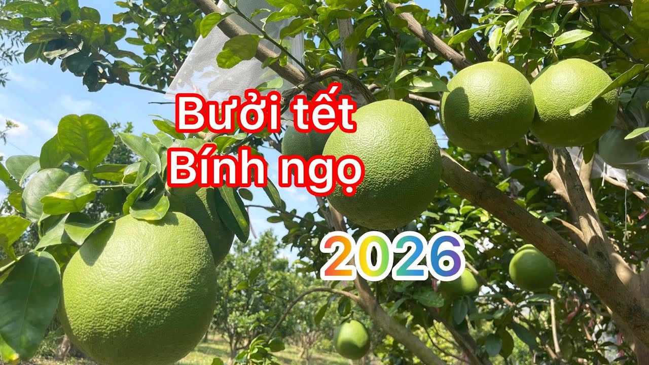 Cập Nhật giá bưởi TẾT bính ngọ 2026