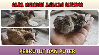 Download Lagu CARA MUDAH MELOLOH ANAKAN PUTER DAN PERKUTUT MP3