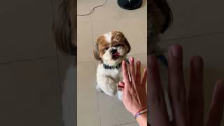 How to teach dog to shake hand ,roll, jump ? Shihtzu, cute dog.