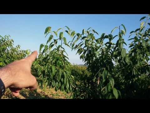 Video: Uzgoj Trešnje: Suzbijanje Kokomikoze, Oprašivanje Cvijeta Trešnje, Rezidba Trešnje