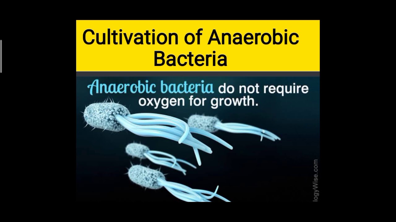 CULTIVATION OF ANAEROBIC BACTERIA YouTube